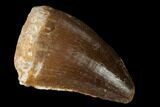 Fossil Mosasaur (Prognathodon) Tooth - Morocco #164176-1